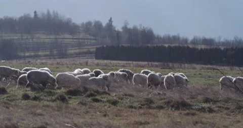 Herd of sheep on a mountain meadow backlit with low sun. Stock Footage 147633269