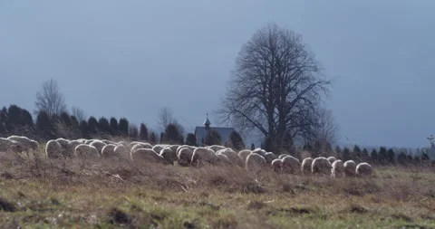 Herd of sheep on a mountain meadow backlit with low sun. Video stock 147633308
