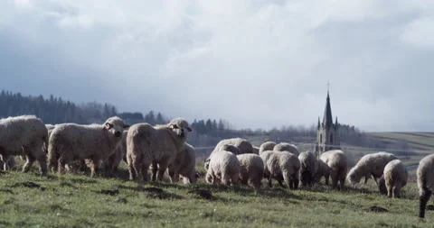 Herd of sheep on a mountain meadow backlit with low sun. Stock Footage 147633329