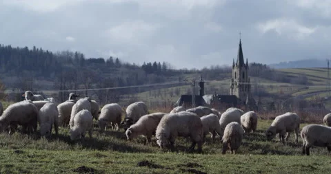 Herd of sheep on a mountain meadow backlit with low sun. Stock Footage 147633520