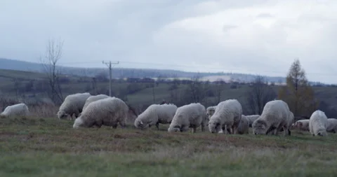 Herd of sheep on a mountain meadow Video stock 147633539