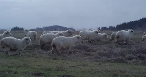 Herd of sheep on a mountain meadow, overcast. Stock Footage 147633047