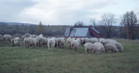 Herd of sheep on a mountain meadow with rustic building in BG Stock Footage 147633193