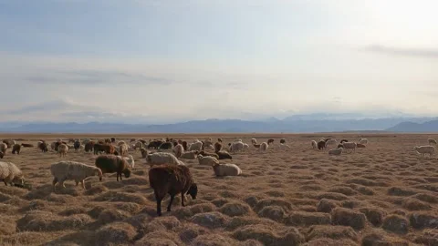 Herd of sheep in mountain pastures in Central Asia. Stock Footage 266484032