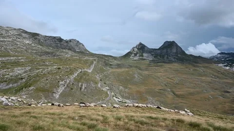 Herd of sheep on mountain. Sheep graze the pastures Stock Footage 262392758