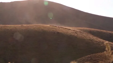 A herd of sheep up the mountain with a shepherd Stock Footage 98124791