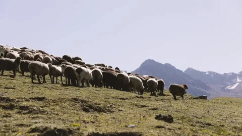 Herd of sheep in the mountain valley Stock Footage 161578981