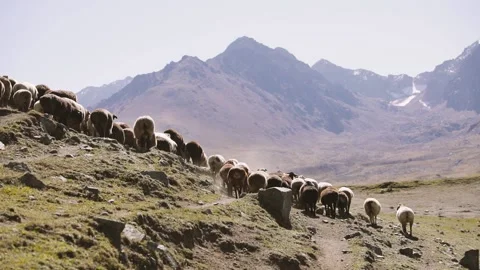 Herd of sheep in the mountain valley Stock Footage 161579148