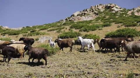 Herd of sheep in the mountain valley Stock Footage 161579431