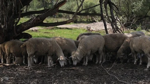 Herd of sheep in the mountains - The Tatra Mountains, Slovakia. Video stock 106102781