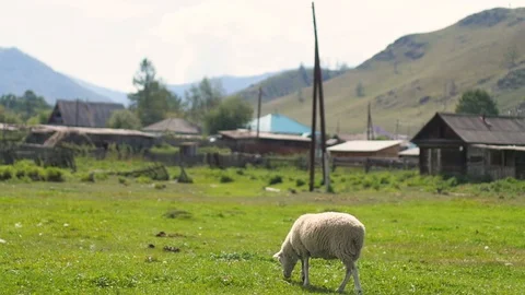 Herd of sheep in the mountains - The Tatra Mountains, Slovakia. Vídeo Stock 106102809
