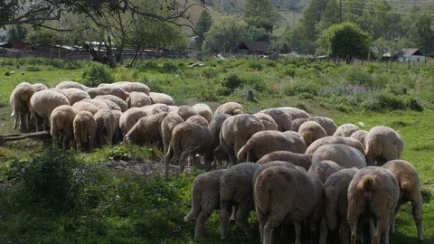 Herd of sheep in the mountains - The Tatra Mountains, Slovakia. Stock Footage 106174534