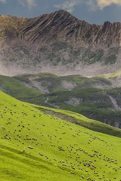 Herd of sheep on the mountainside Stock Photos