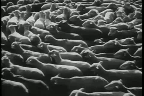 Herd of sheep moving in a circle Vídeos de archivo 11352598