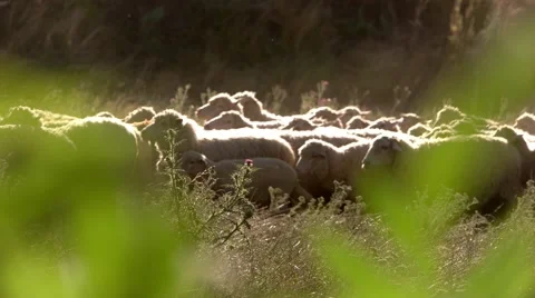 Herd of sheep is moving. Stock Footage 66701927
