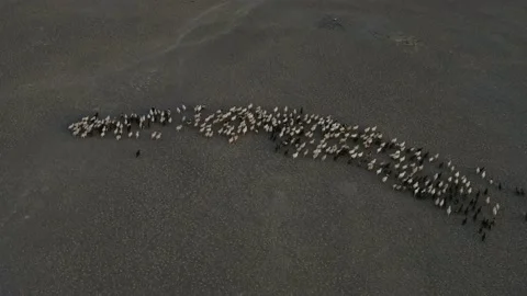 Herd of sheep moving in stepped desert terrain, aerial drone view Stock Footage 156386784