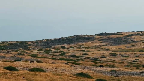 Herd of Sheep Moving Through Mountain Pastures. Stock Footage 327755803