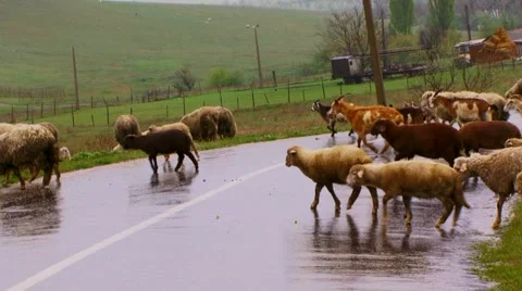 Herd of sheep pass through road Video stock 52724267