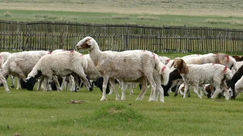 A herd of sheep passes by the fence. Stock Footage 89677065