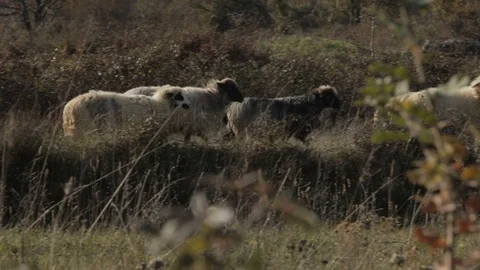 Herd of sheep passing by Stock Footage 73457889