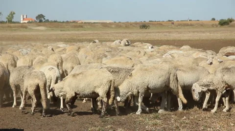 Herd of sheep on pasture Stock Footage 54392188