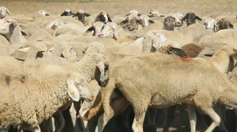 Herd of sheep on pasture Stock Footage 54392323