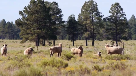 A herd of sheep in a pasture Stock Footage 65262507