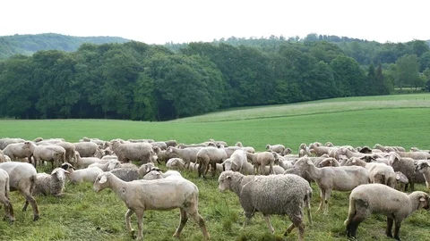 Herd of sheep on pasture Stock Footage 95387491