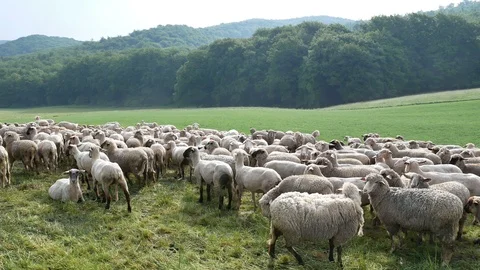 Herd of sheep on pasture Stock Footage 95388018
