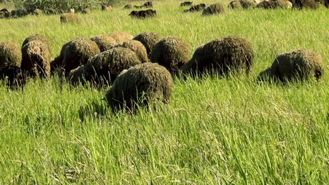 A herd of sheep on a pasture Stock Footage 131153205