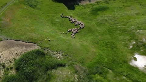 Herd of sheep at pasture Stock Footage 247360198