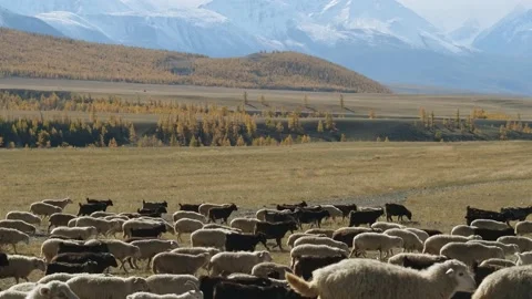 Herd of sheep pasturing in dry field in mountains Stock Footage 155271207