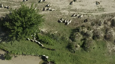 Herd of sheep pasturing by the water. Stock Footage 135846217