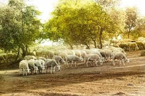 Herd sheep Stock Photos