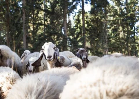 Herd of sheep Stock Photos