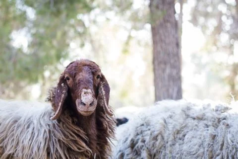 Herd of sheep Stock Photos