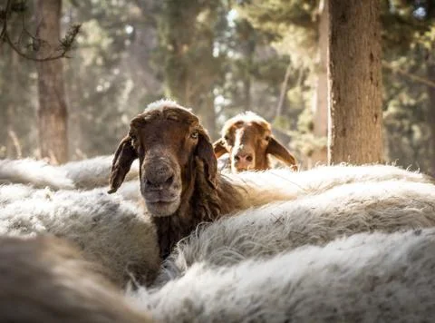 Herd of sheep Stock Photos