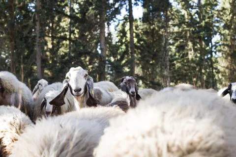Herd of sheep Stock Photos
