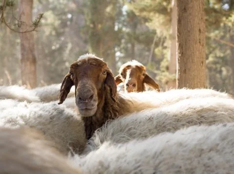 Herd of sheep Stock Photos
