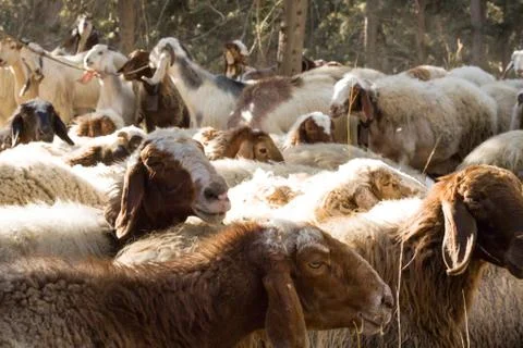 Herd of sheep Stock Photos
