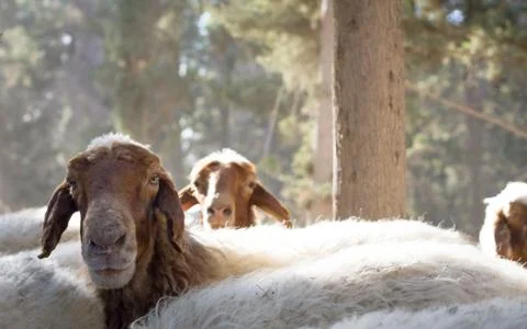 Herd of sheep Stock Photos