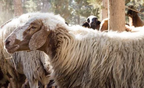Herd of sheep Stock Photos