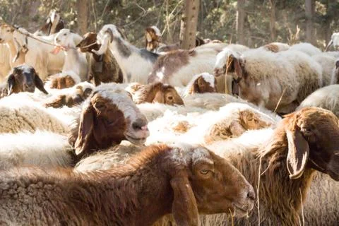 Herd of sheep Stock Photos