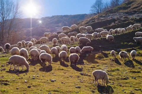 Herd of sheep Stock Photos