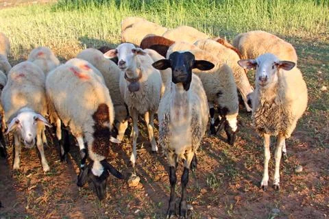Herd of sheep Stock Photos