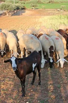 Herd of sheep Stock Photos