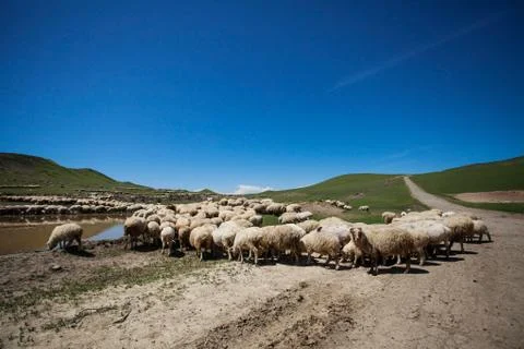 Herd of sheep Stock Photos