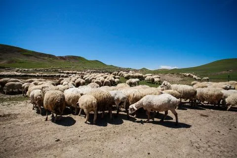Herd of sheep Foto stock