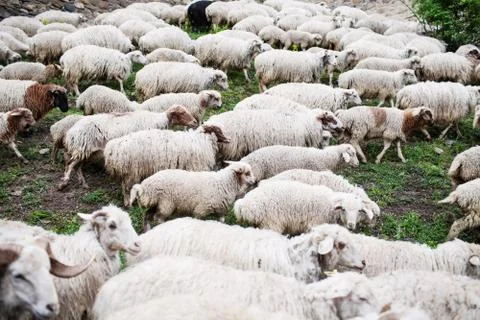 Herd of sheep Stock Photos