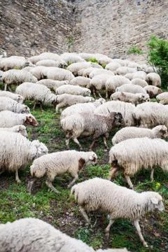 Herd of sheep Stock Photos